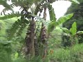 Riding to Mabini, Talamban