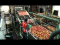 Honeycrisp Apple