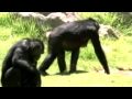 Chimps and Bonobos