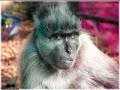 CLIP VIDEO MUSIQUE ANIMAUX. (Milardello).mpg