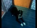 adiestramiento de perros draco dos meses