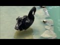 黒鳥.wmv