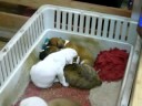 Cuccioli