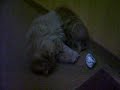 Mi Gata u.u