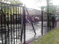 Just a rainy day in holland, waiting for the children at school in Aalsmeer. 