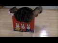 いろいろな小さ過ぎる箱とねこ。-Many too small boxes and Maru