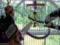 Awesome Budgie/ Parakeet Cage Set-up!