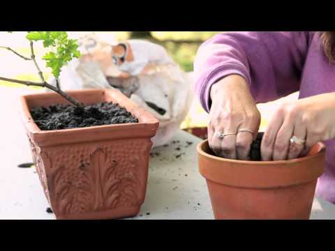how to transplant geranium seedlings
