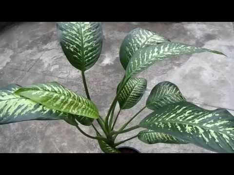 how to plant a dumb cane