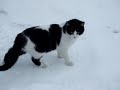 kitty