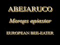 ABEJARUCO / EUROPEAN BEE-EATER