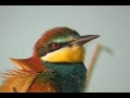 ABEJARUCO / EUROPEAN BEE-EATER