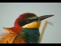 ABEJARUCO / EUROPEAN BEE-EATER
