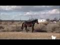 videos de Lovely Lynx Gemma