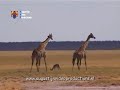 Etosha National Park: 20.000 km2 ongerepte natuur met grote aantallen wild, gelegen in Namibië, een land 20x zo groot als Nederland. Het Etosha National Park is één van de mooiste en interessantste parken van Afrika. Op het eerste gezicht droog en verlaten, biedt Etosha een overvloedige flora en fauna. Het hart van Etosha is de droge, vlakke zoutpan. De aarde is kaal, maar niet altijd droog. Tot de regens beginnen, moeten de dieren van Etosha hun dorst lessen bij de waterpoelen. Augustijn Video Productions filmde de veelzijdigheid en het leven in alle schijnbare verlaten droogte. Enorme aantallen springbokkies, zebra's en oryxen verzamelen zich in en om het kostbare water. Van de kleine wevervogels, met hun enorme nesten, tot de 