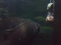 Peixes água doce comendo em aquário gigante 