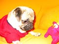 Carlino pug video. El carlino más guapo. Kazán