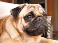 Carlino pug video. El carlino más guapo. Kazán