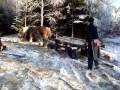 videos de Forestry work with Ardenner horse.