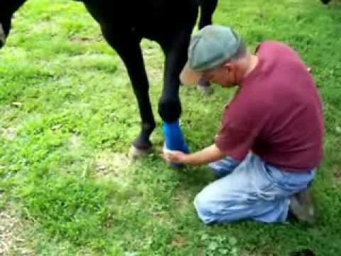 how to treat equine proud flesh