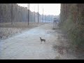 Deer Hunting