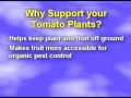 How to Support Tomato Plants