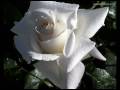 GIOVANNI MARRADI - Just for you
