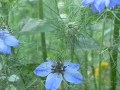 Nigella Damascena