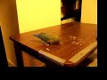 Kiwi rubbing her beak on a table.