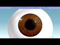 anatomía del ojo   www bgasalud com