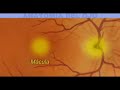 anatomía del ojo   www bgasalud com