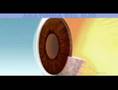 Anatomía del Ojo - www.bgasalud.com