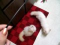 Flame point himalayan kittens playing with toy
