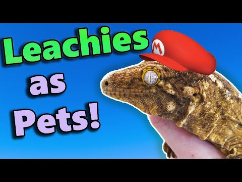 YouTube reptile video