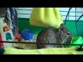 Our Degus Dibble and Wobble.