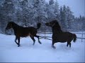 nää meijän neljä hermanni, satin, ralli ja medi sekä kavereitten cremello (: