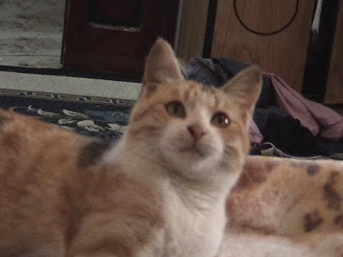 Funny Videos 2014 - Funny Cats Video - Funny Cat Videos Ever - Funny Animals Funny Fails 2014