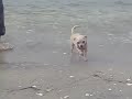 Lilo goes swimming in Ocracoke
