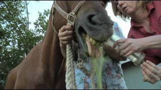 Equine Dentistry