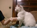 ホタテ大好き♪