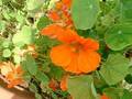 オアシス四季の花たち・ガーデンカフェ・レストラン