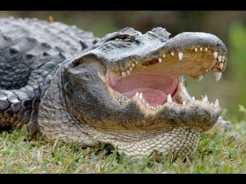 YouTube reptile video