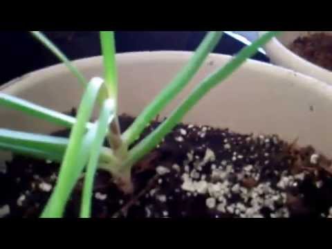 how to transplant aloe vera pups