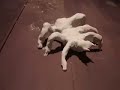 Metamutography