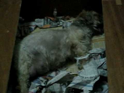 how to care for my lhasa apso puppy