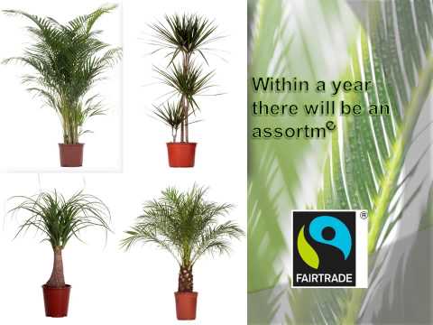 how to replant areca palm