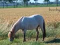 [ 1 ] Manege de Hoeven