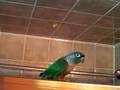 Skippie Talking then Dances