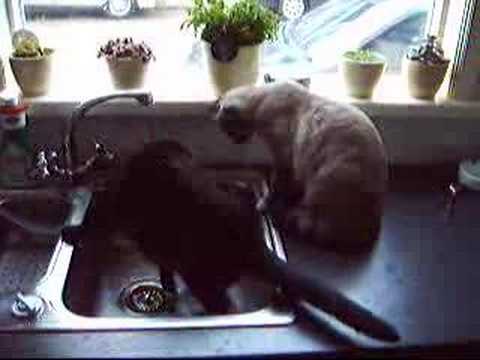 Freyja & Bastet 28-02-2007