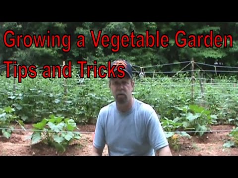 how to start a vegetable patch